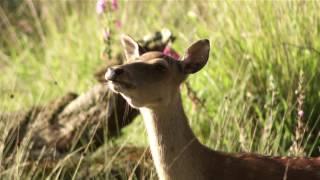 Sika Deer