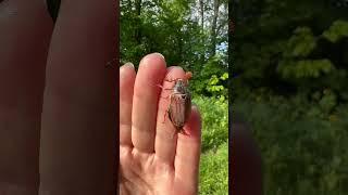 Майский жук ️ Cockchafer