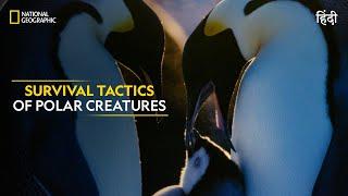 Survival Tactics of Polar Creatures | Hostile Planet | National Geographic