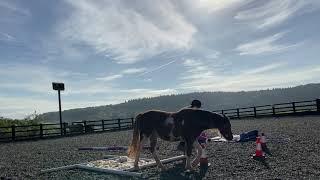 Horse Agility, young horse class. Sept/Oct 2021. Ellen and Dream.