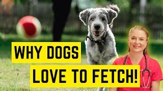 Why Do Dog Love To Play Fetch!? | VET EASILY EXPLAINS!