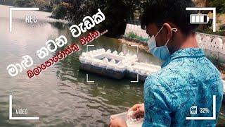 මාළු නටන වැඩක්... බලාපොරොත්තු වන්න...