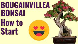 HOW TO GROW BOUGAINVILLEA BONSAI, BOUGAINVILLEA BONSAI, BOUGAINVILLEA BONSAI REPOTTING