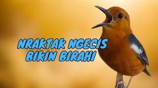 SUARA KONSLET NRAKTAK NGECIS PENAIK BIRAHI ANIS MERAH LOYO