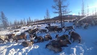 Рабочий день оленевода / Ловля оленей арканом / Reindeer herders catching deer / Nomads north