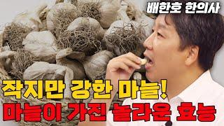 작지만 위대한 '마늘'! 잘못드시면 화를 부릅니다~ (배한호 한의사)#마늘#항암#garlic