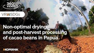 Non optimal drying and post harvest processing of cacao beans in Papua