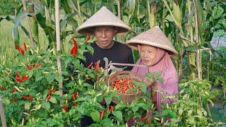 Panen Cabe Rawit di Kebun | Memasak Tumis Jengkol, Peyek Cabe, Bubur Sumsum, dan Sambal Terong