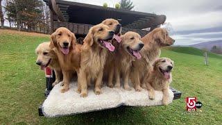 Frolic with golden retrievers in Vermont