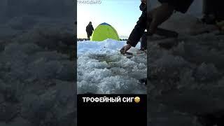 ТРОФЕЙНЫЙ СИГ #рыбалка #поклевка #осень #первыйлед #первыйлёд #лунка #зимняяудочка #сиг#трофей