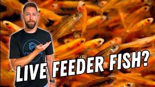 Should You Use Live Feeder Fish in Your Aquariums? The Pros and Cons