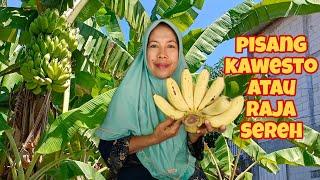 PISANG KAWISTA ATAU RAJA SEREH