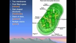 chloroplasts and mitochondria