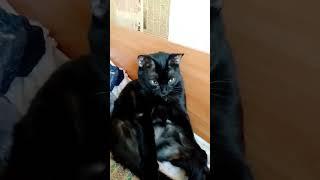 #стетхем #cat #видосыоткота #кот #веселыекоты #котик #прикольныекоты #юмор #красиваякошка #котвидео