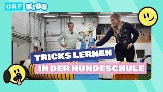 Ein Tag mit einem Hundetrainer | Hallo, was machst Du?