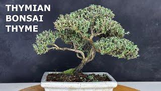 Bonsai thyme. Easy for beginners and advanced users. Tips for posture and design