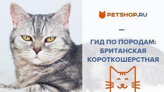 ГИД ПО ПОРОДАМ: БРИТАНСКАЯ КОРОТКОШЕРСТНАЯ КОШКА