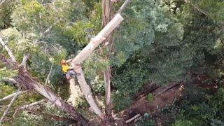 Fun Easy 40 Metre Tree Removal