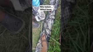 ikan NILA BABON edisi lumut di bumbuin dikit 