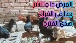 الفراخ بتخس وتنشف وتموت وجسمها سخن او اكلها قليل وتموت كل الأعراض دى بتقول أن دى شوطه طب ايه العلاج