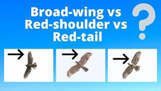 Juvenile Broad-winged Hawk vs Red-shouldered Hawk vs Red-tailed Hawk - Raptor Identification