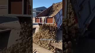 如何快速清洗土豆 #土豆 #马铃薯 #土豆粉