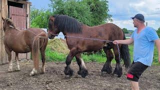 БАЧУ ЦІЛЬ НЕ БАЧУ ПЕРЕШКОД , ІГІ ЙДЕ  НА ПРОЛОМ/РОБОЧА КОБИЛА НА ПРОДАЖ