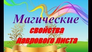 Магические свойства лаврового листа