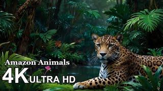 Unsolved Mysteries of AmazoRainforest | Dangerous Animals ofAmazon Rainforest | Discovery Central