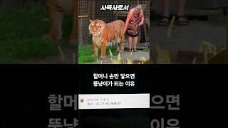 할머니 손만 닿으면 누구든지 뚱냥이가 되는 이유 #SHORTS