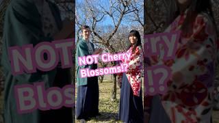 Hidden Plum Blossoms at Osaka Castle! #shorts