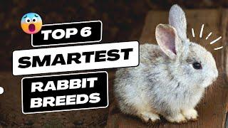 Top 6 Smartest Rabbit Breeds