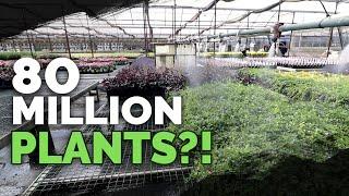 How To Grow MILLIONS of Plants a Year: Plant Nursery Tour