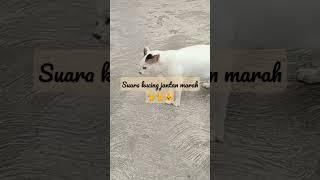 suara kucing jantan marah #kucing jantan marah #cats #kucing momy #suara kucing jantan marah