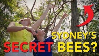 Buzzing Around at Parramatta Lake Reserve | Sydney Stingless Bees