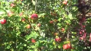 Elder and Apples - First day of September