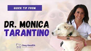 Dr. Monica Tarantino Veterinarian | Senior Dog Revolution Quick Tips | Pet Summits