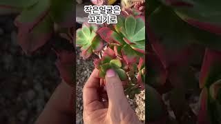 [초보다육맘] 까라솔 2주후 多肉植物 たにくしょくぶつ Korean Succulent