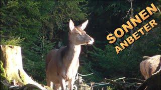 Sonnenanbeter - Rotwild genießt die Februarsonne