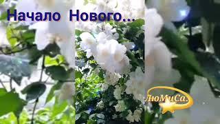 Начало НОВОГО... ЛюМиСа.