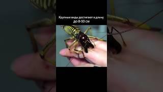 "Кузнечик" размером с огуречик, Веты короли мира насекомых (С миру по факту). #insects #насекомые