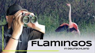 Flamingos in Deutschland - Kuriose Tierarten Teil 4 - ungewöhnliche Exoten