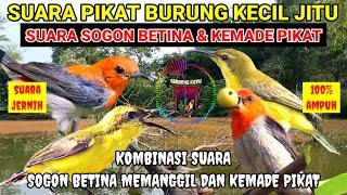 SUARA PIKAT BURUNG KECIL PALING AMPUH ‼️ KOMBINASI SUARA SOGON BETINA MEMANGGIL DAN KEMADE PIKAT