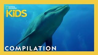 Awesome 8 Animals | 13 Minutes | Nat Geo Kids Compilation | @natgeokids
