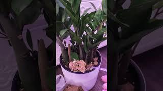 СРОЧНО ВНЕСИ В ЗАМИОКУЛЬКАС, НАТУРАЛЬНАЯ И ЭФФЕКТИВНАЯ ПОДКОРМКА для Мощной Корневой! #shorts