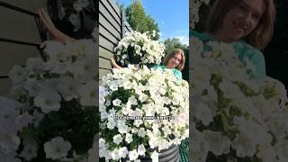 КАК СЕЯТЬ ПЕТУНИЮ ИЗ СЕМЯН НА РАССАДУ, ЧТОБЫ ПОЛУЧИТЬ 100% ВСХОДЫ