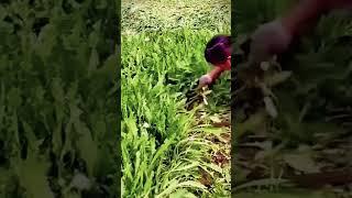 the process of farmers harvesting vegetables in a unique way #shorts