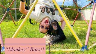 Baby Chimp plays on monkey bars!