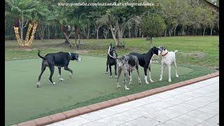 Funny Great Dane 5 Pack Is Reunited & It Feels So Good