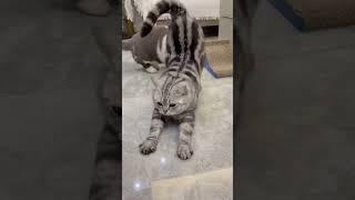 Cat fartsembarrassing momentk#shortvideo#cat #mycatchannel #funny #petschannel #yourcat